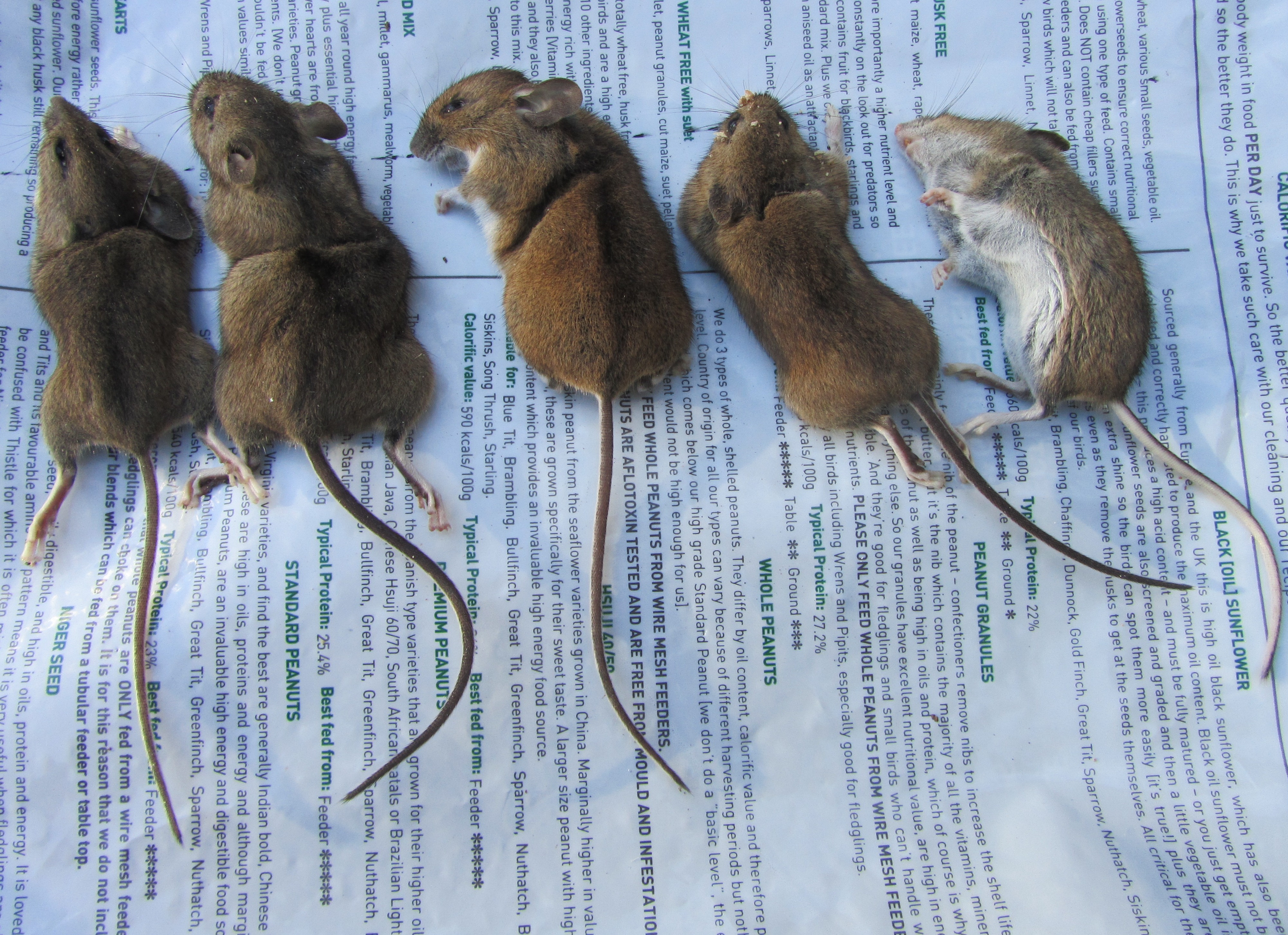 Найти мышей. Мышь полевка Размеры. Мышь полевка серая. Различия Полевая мышь полевка. Мышь полевка серая домашняя.