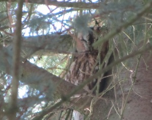 The owl blending in with the tree trunk, making it almost invisible
