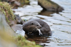 An otter, courtesy of wildlife photographer Laurie Campbell