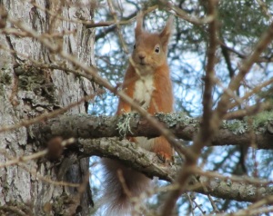 A red squirrel on Cardney Estate, Butterstone, Dunkeld, Perthshire
