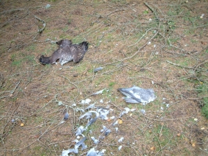 Woodpigeon bait and poisoned buzzard, still warm, found on Glenogil Estate, a driven grouse moor in Angus, in 2011.